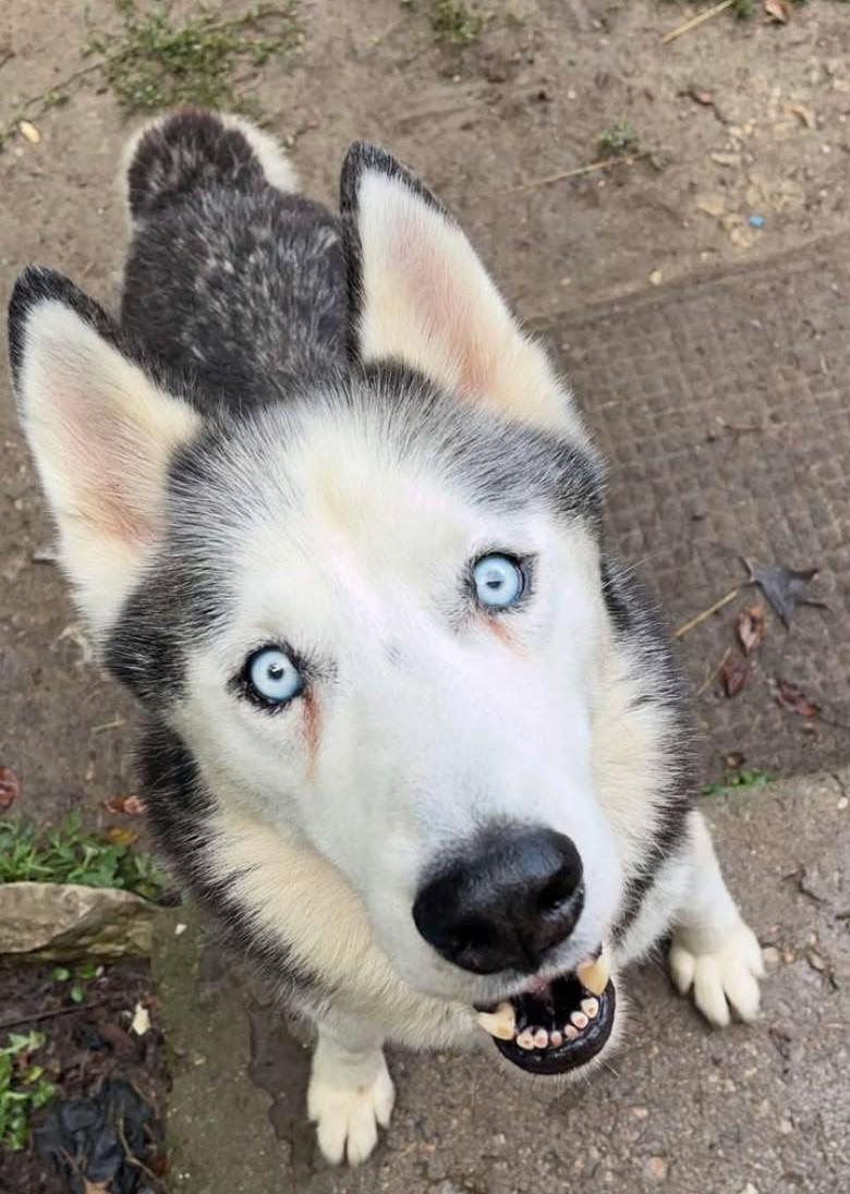 Balto, a Adopted Husky in Indianapolis, IN image 1/5