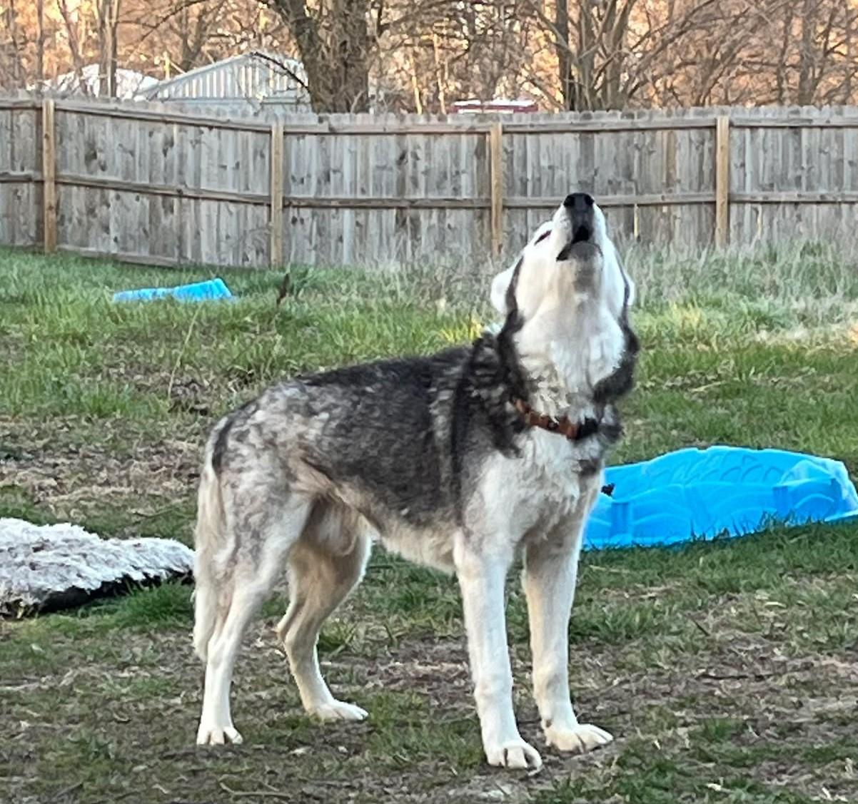 Balto, a Adopted Husky in Indianapolis, IN image 5/5