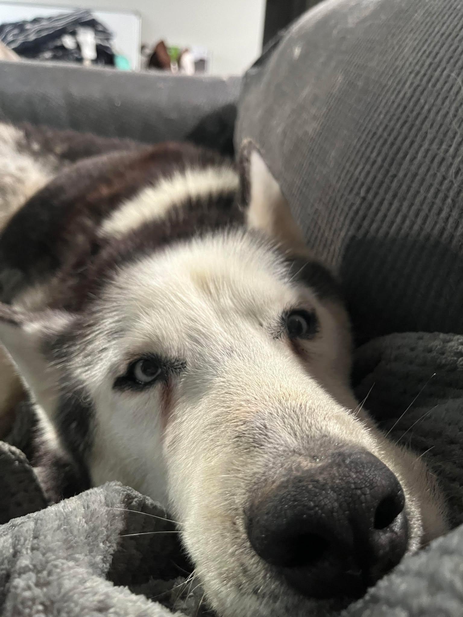 Balto, a Adopted Husky in Indianapolis, IN image 4/5