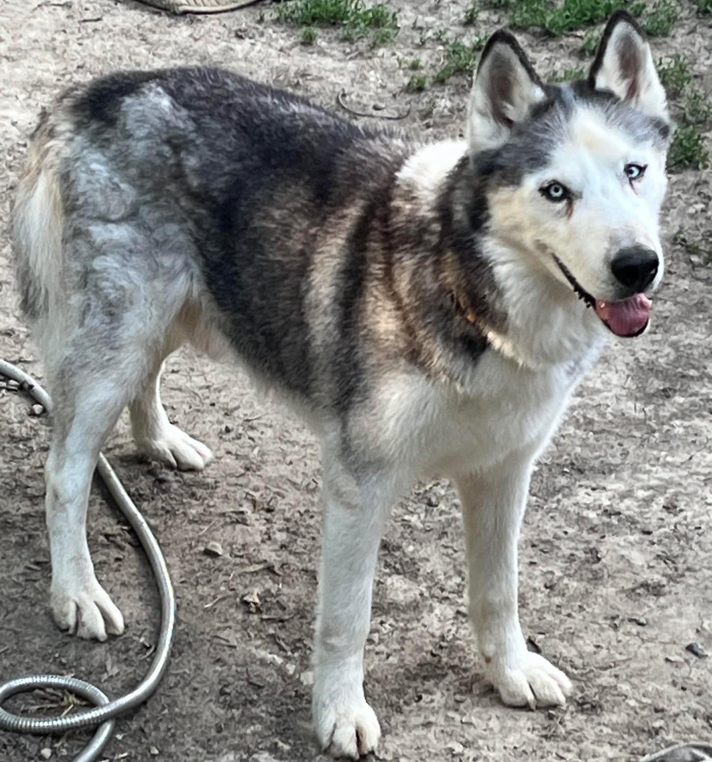 Balto, a Adopted Husky in Indianapolis, IN image 3/5