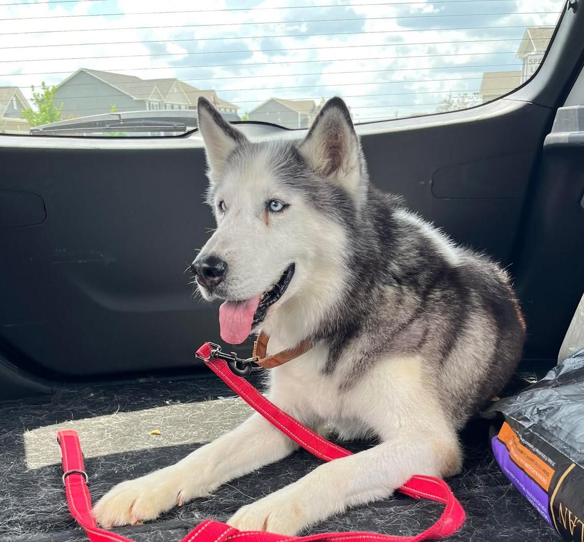 Balto, a Adopted Husky in Indianapolis, IN image 2/5