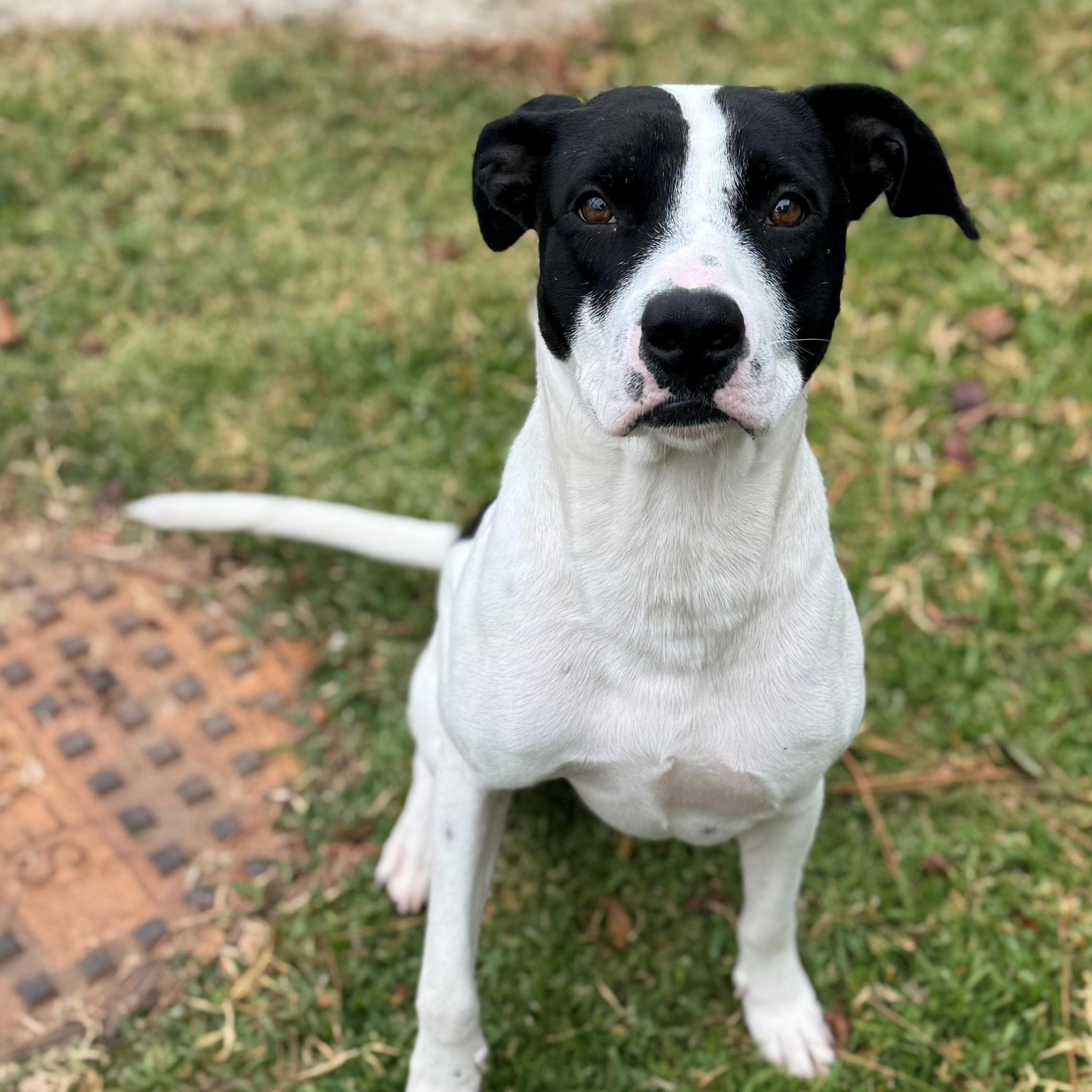 Enlarge Stanley, a Adoptable mixed breed in Summerdale, AL image 1/1