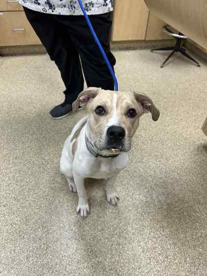 Enlarge Stan, a Adoptable mixed breed in Munster, IN image 1/1