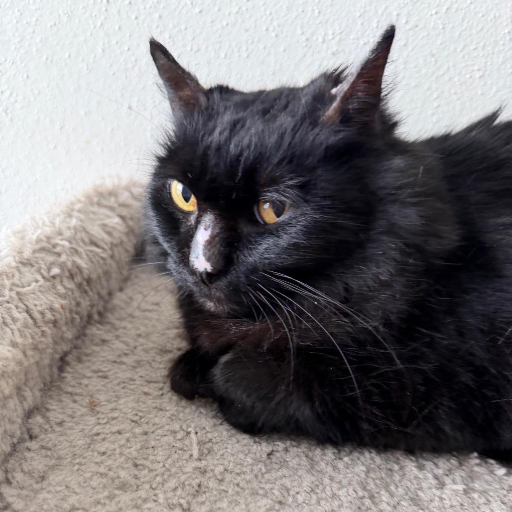 Sadie, Adoptable, Senior Female Domestic Long Hair & Domestic Medium Hair.