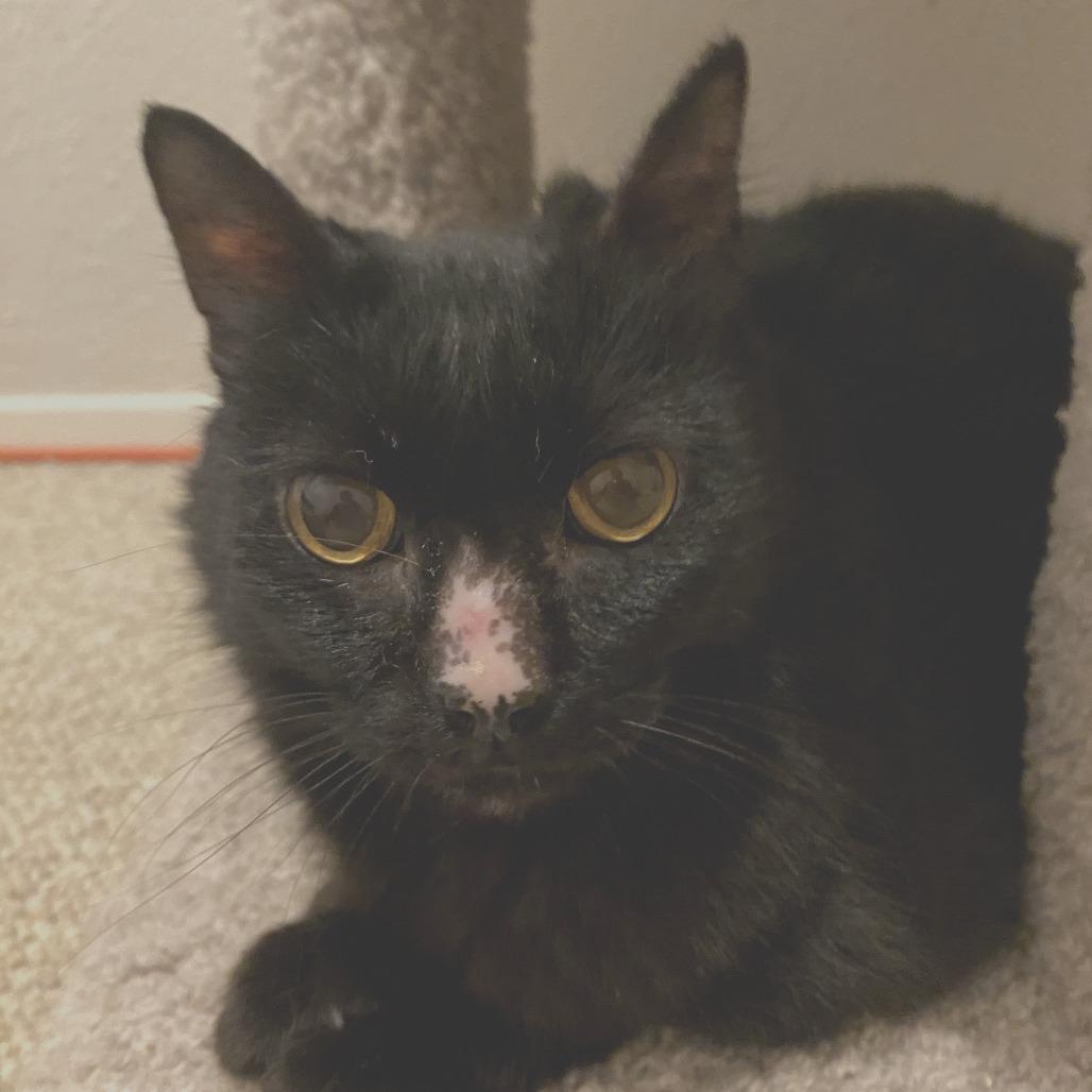 Sadie, Adoptable, Senior Female Domestic Long Hair & Domestic Medium Hair.