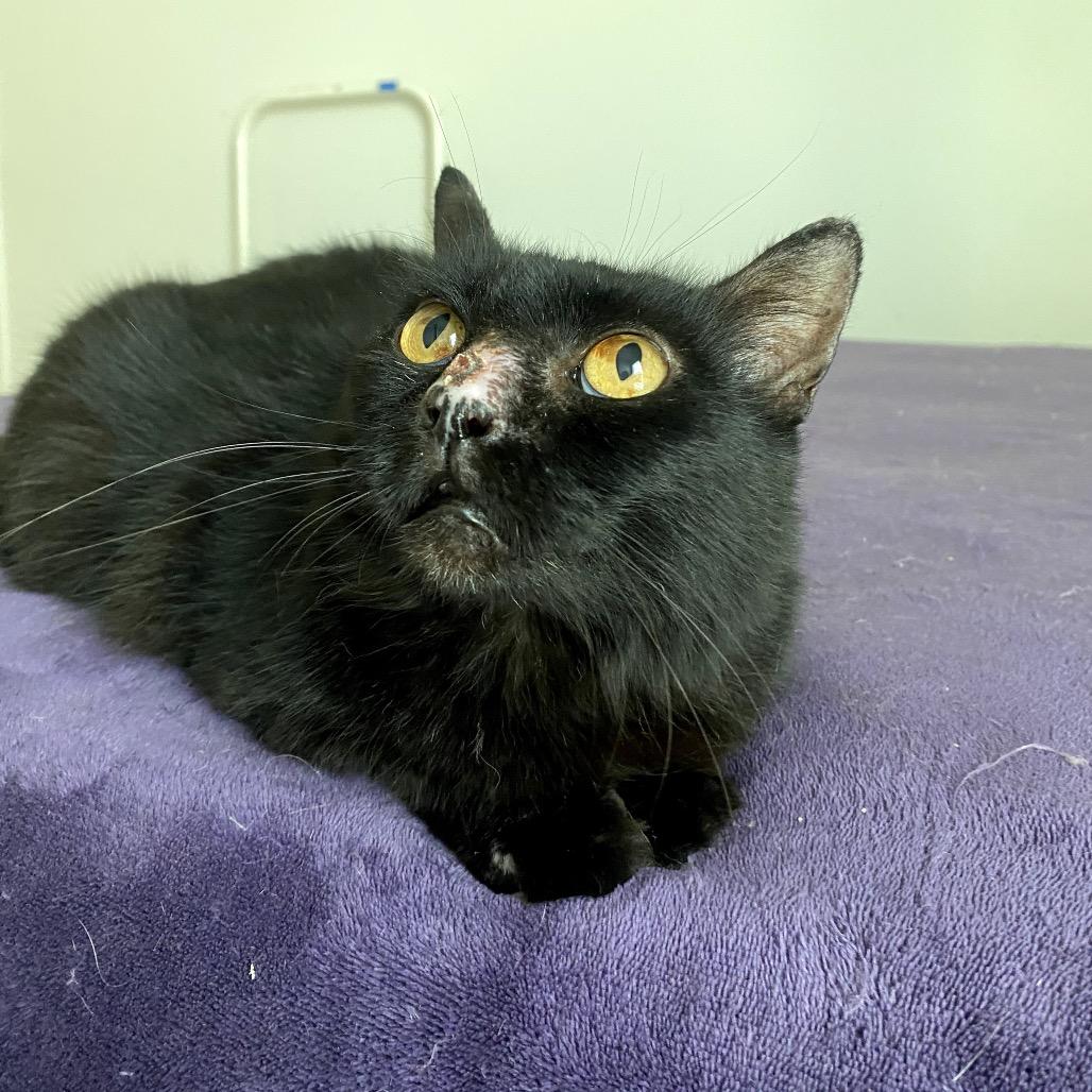 Sadie, a Adoptable mixed breed in Houston, TX image 2/6