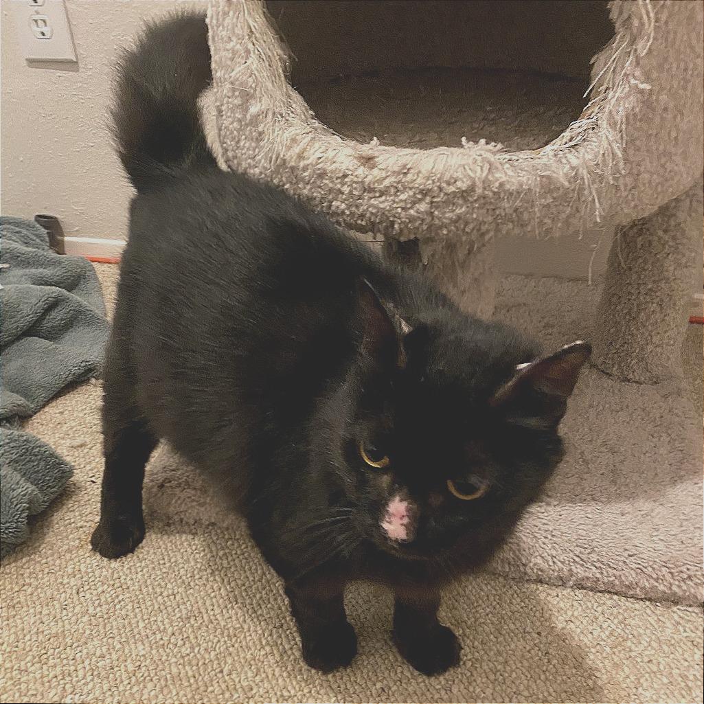 Sadie, a Adoptable mixed breed in Houston, TX image 3/6