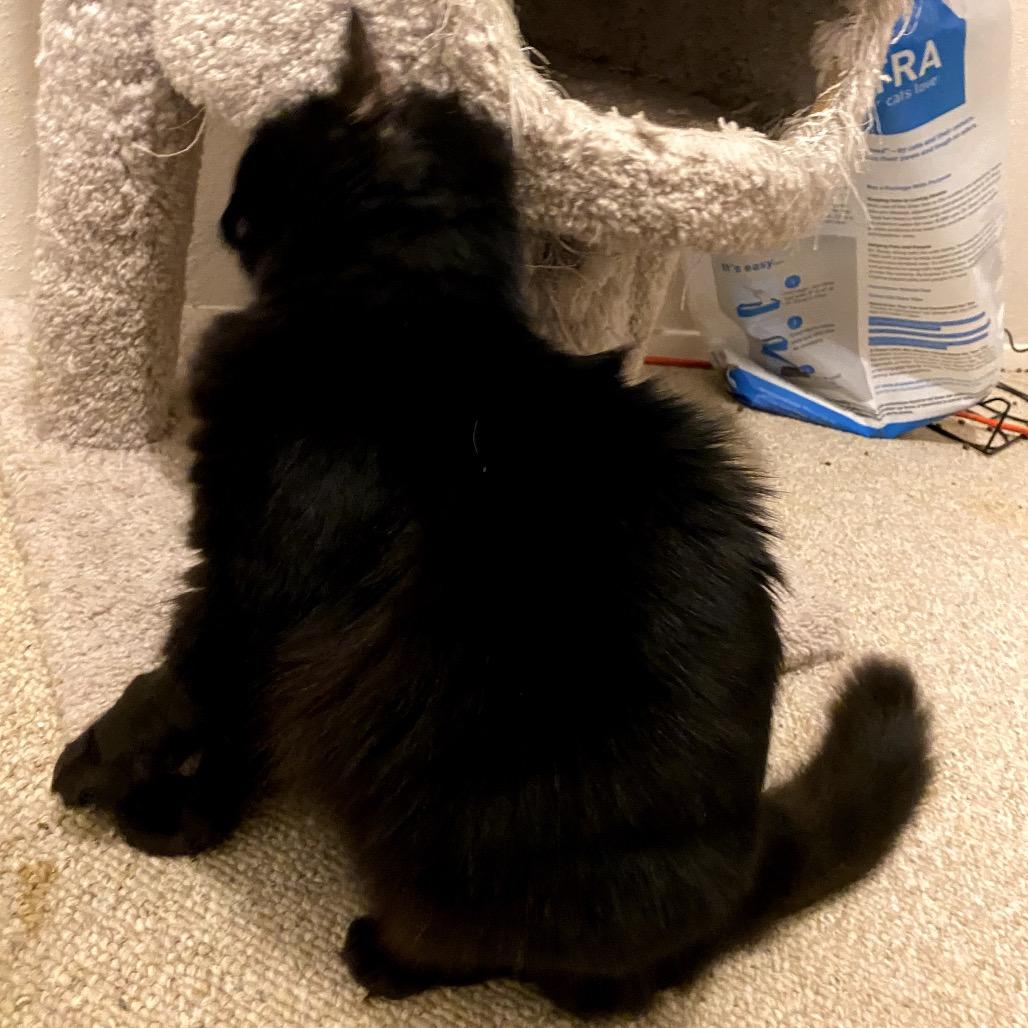 Sadie, a Adoptable mixed breed in Houston, TX image 4/6