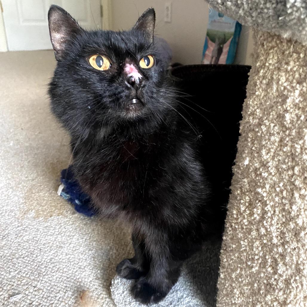 Sadie, a Adoptable mixed breed in Houston, TX image 5/6