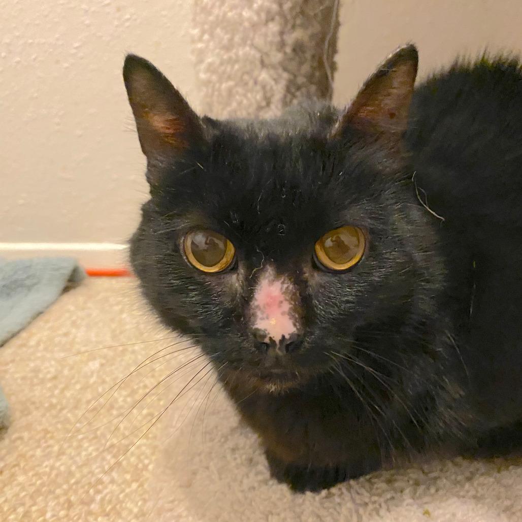 Enlarge Sadie, a Adoptable mixed breed in Houston, TX image 4/6