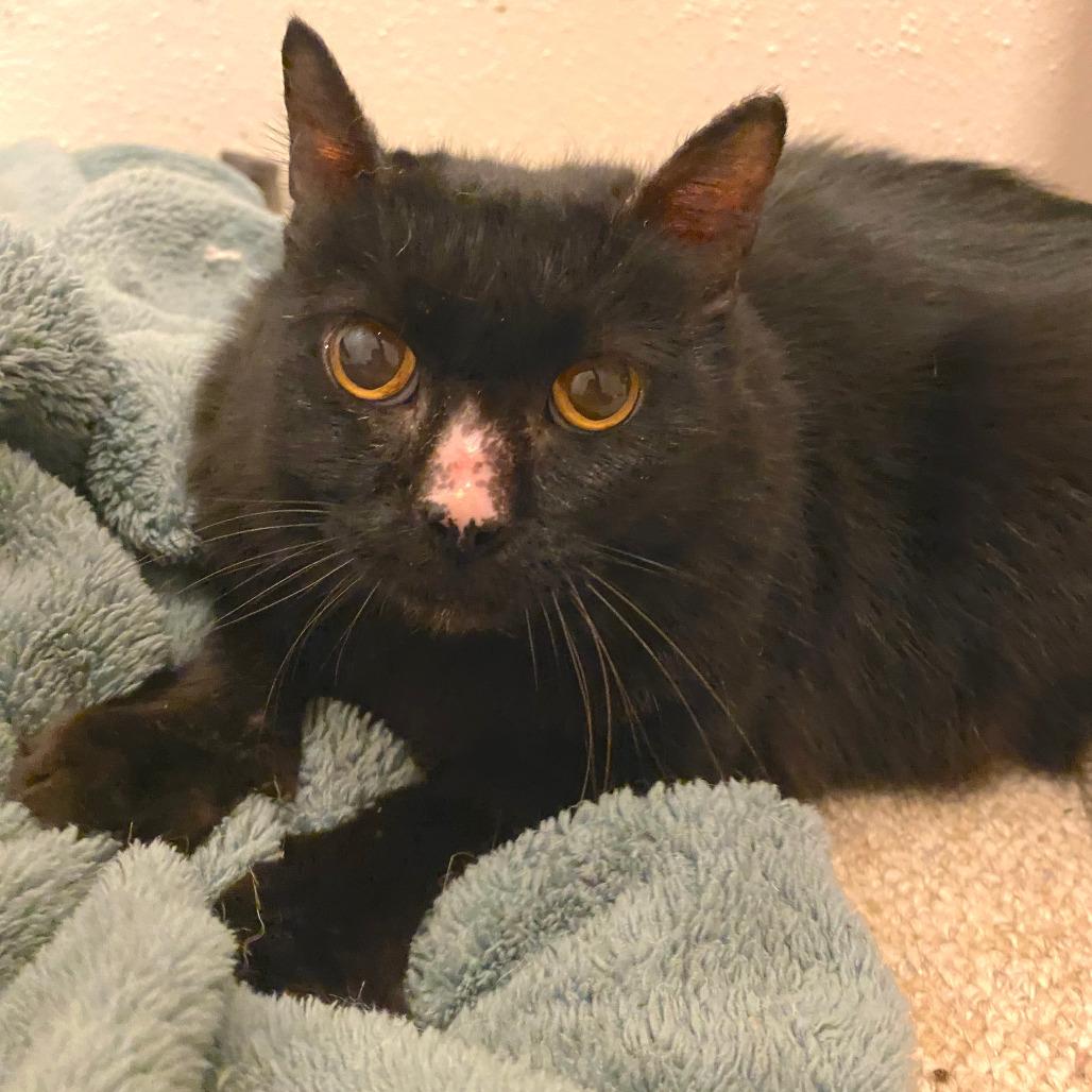 Enlarge Sadie, a Adoptable mixed breed in Houston, TX image 5/6