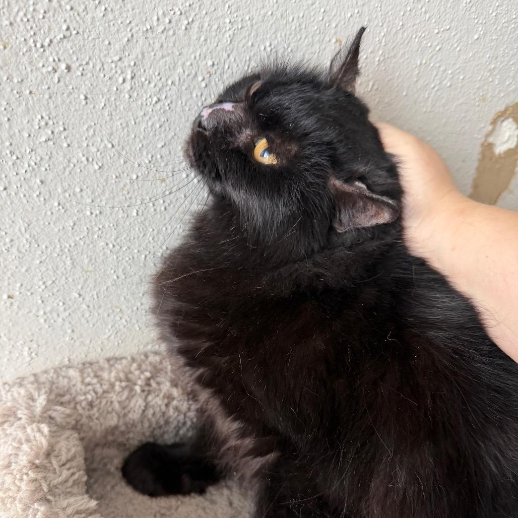 Enlarge Sadie, a Adoptable mixed breed in Houston, TX image 6/6