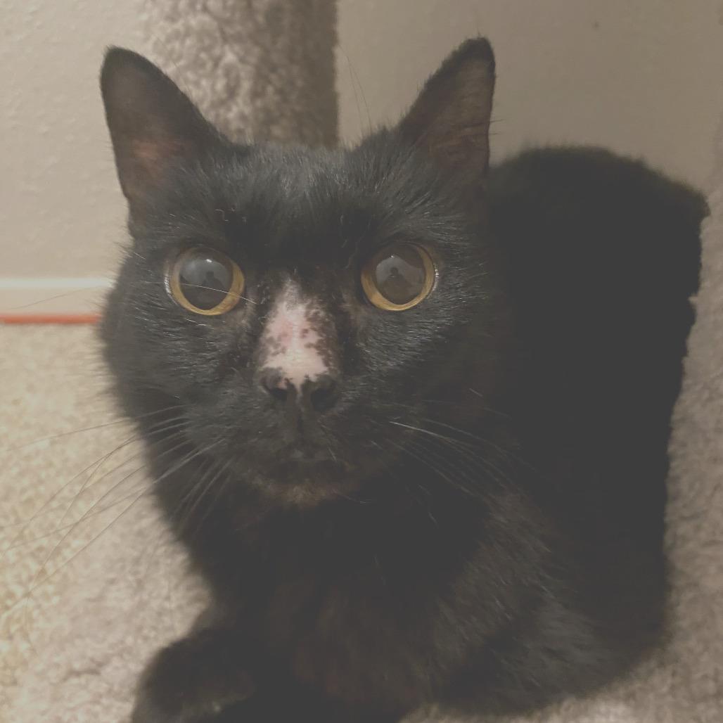 Sadie, a Adoptable mixed breed in Houston, TX image 6/6