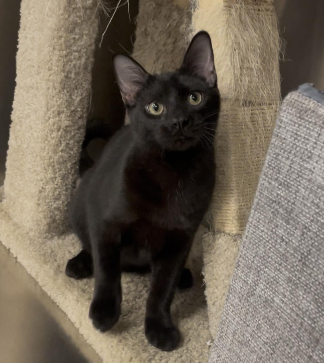 JJ, Adoptable, Young Male Domestic Short Hair.