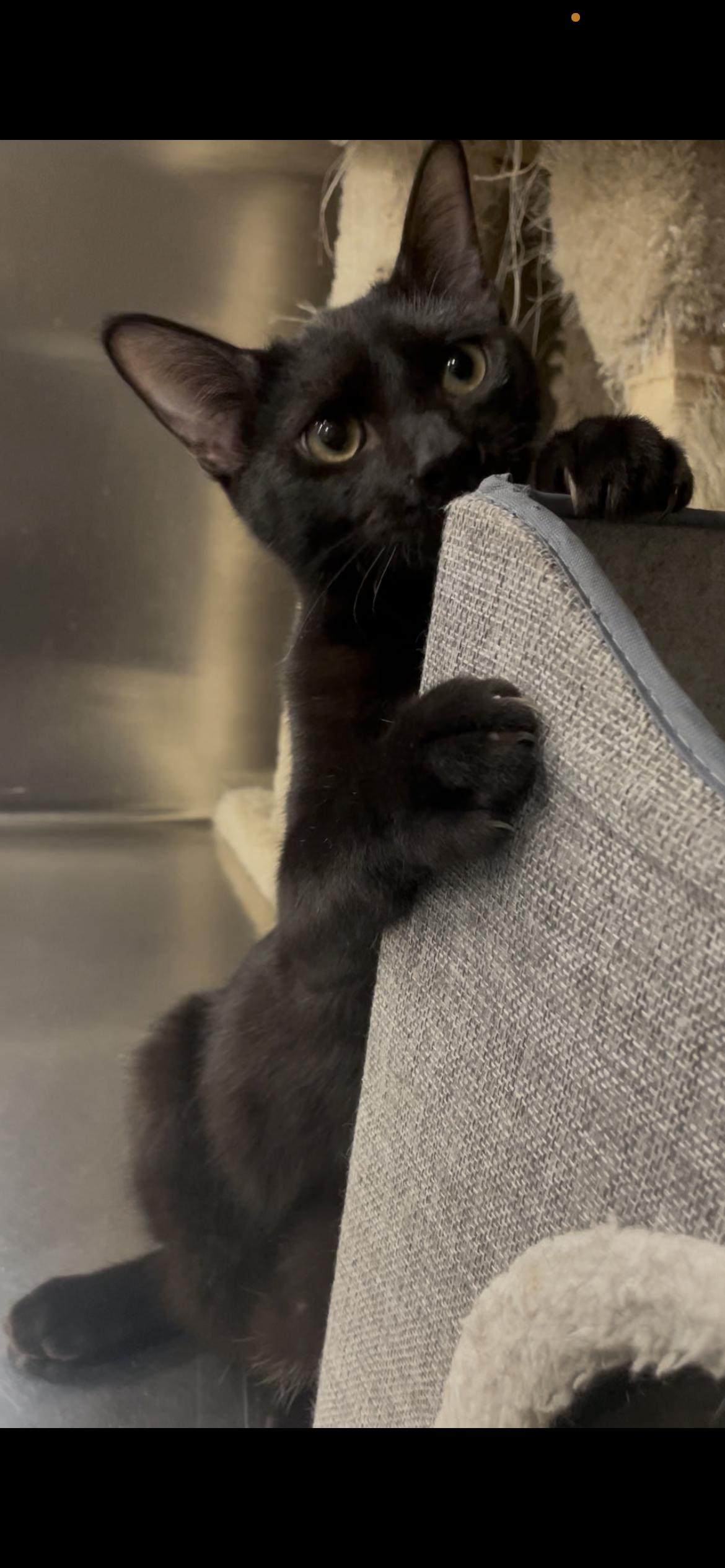 JJ, Adoptable, Young Male Domestic Short Hair.