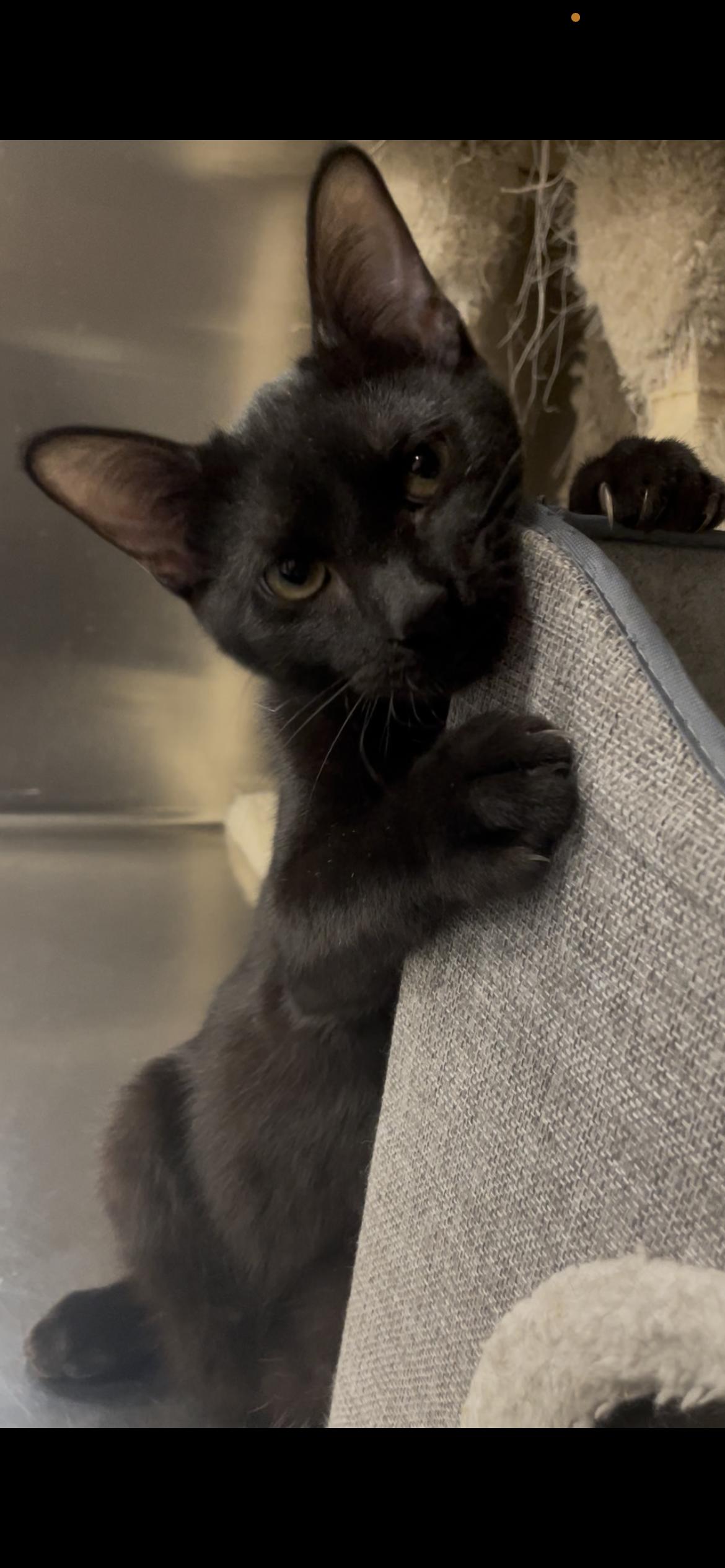 JJ, a Adoptable Domestic Short Hair in Baton Rouge, LA image 3/3