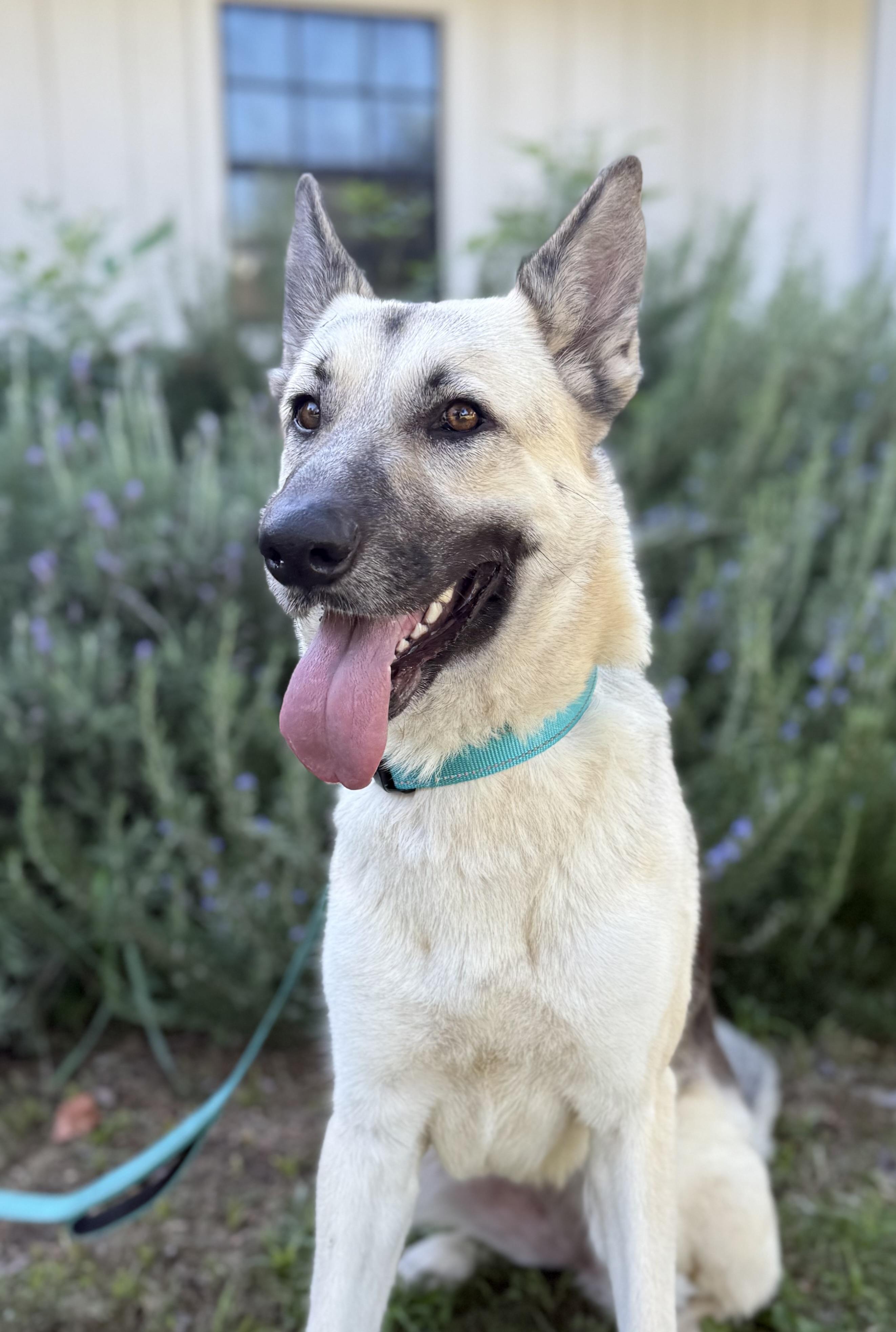 Enlarge LILI / LOLA, a ADOPTABLE mixed breed in Los Angeles, CA image 2/4