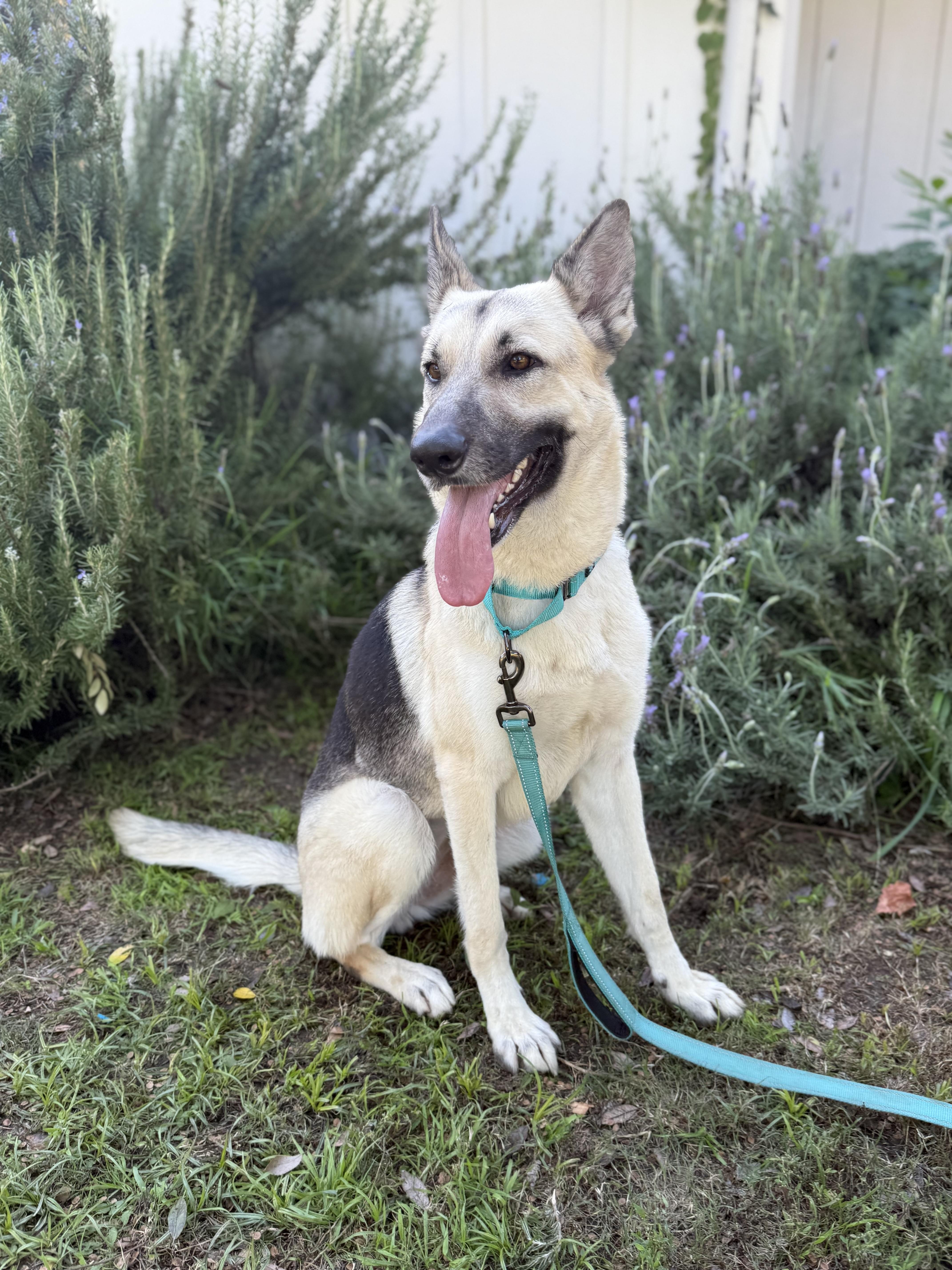 Enlarge LILI / LOLA, a ADOPTABLE mixed breed in Los Angeles, CA image 3/4