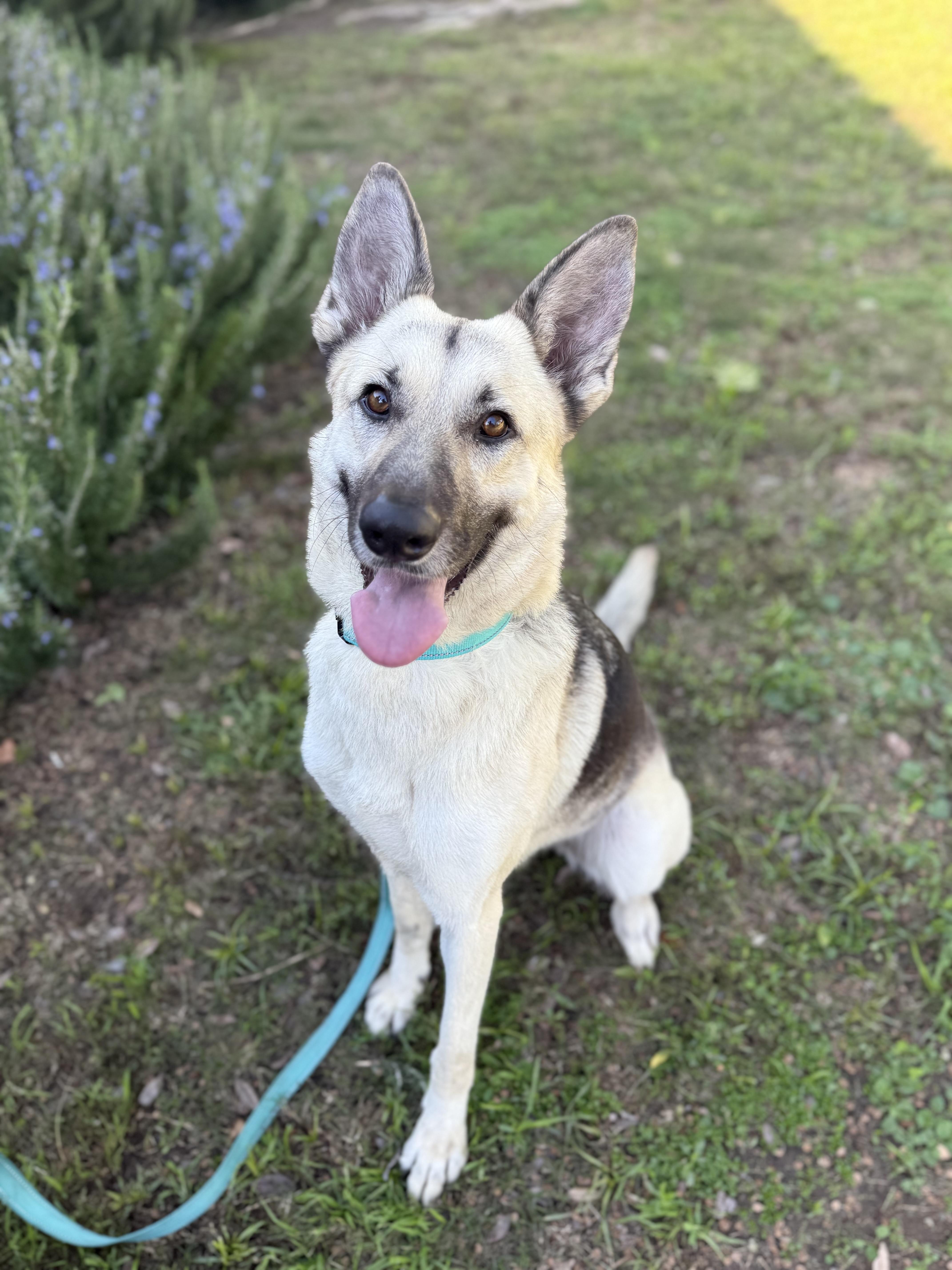 Enlarge LILI / LOLA, a ADOPTABLE mixed breed in Los Angeles, CA image 1/4