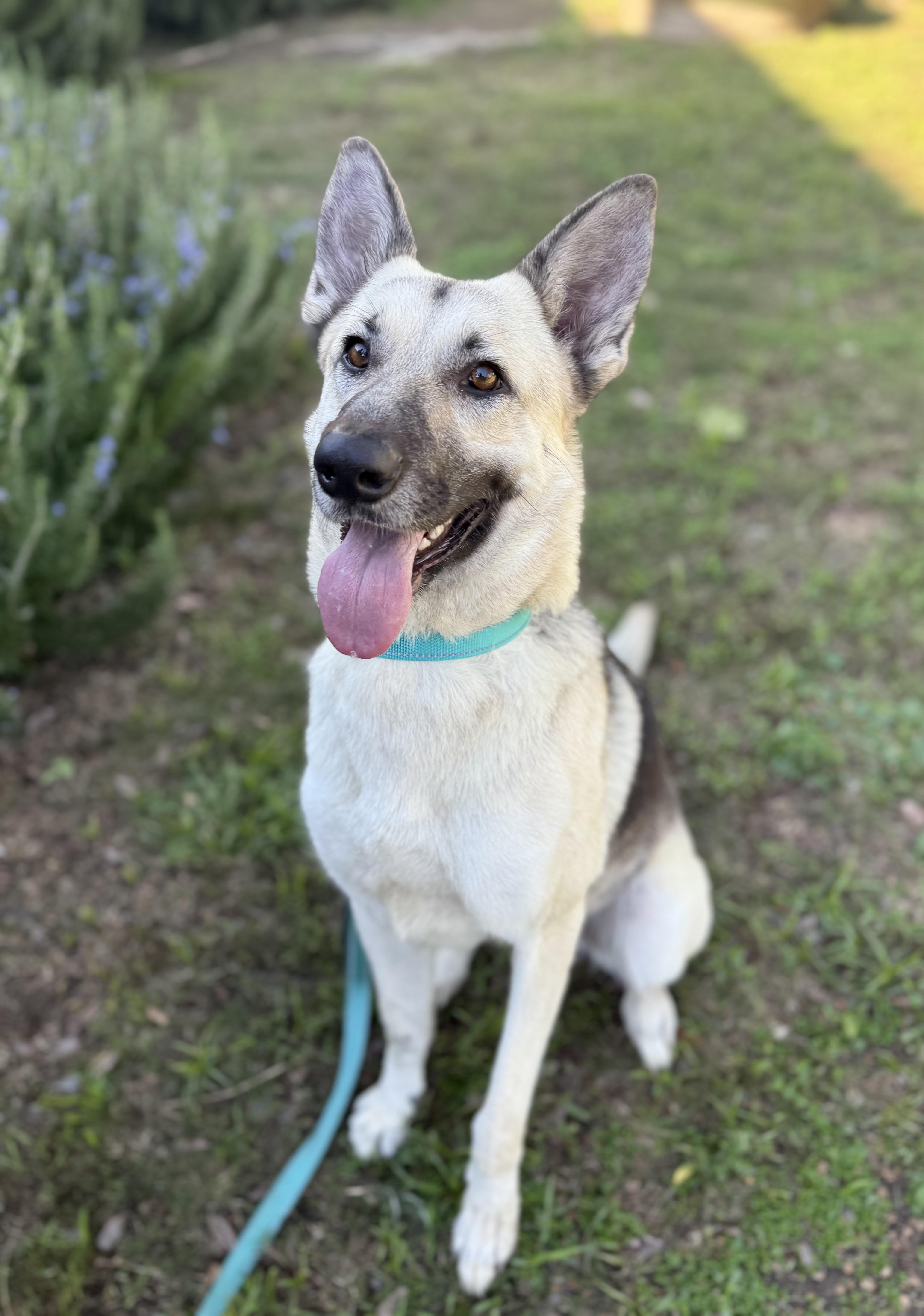 Enlarge LILI / LOLA, a ADOPTABLE mixed breed in Los Angeles, CA image 4/4