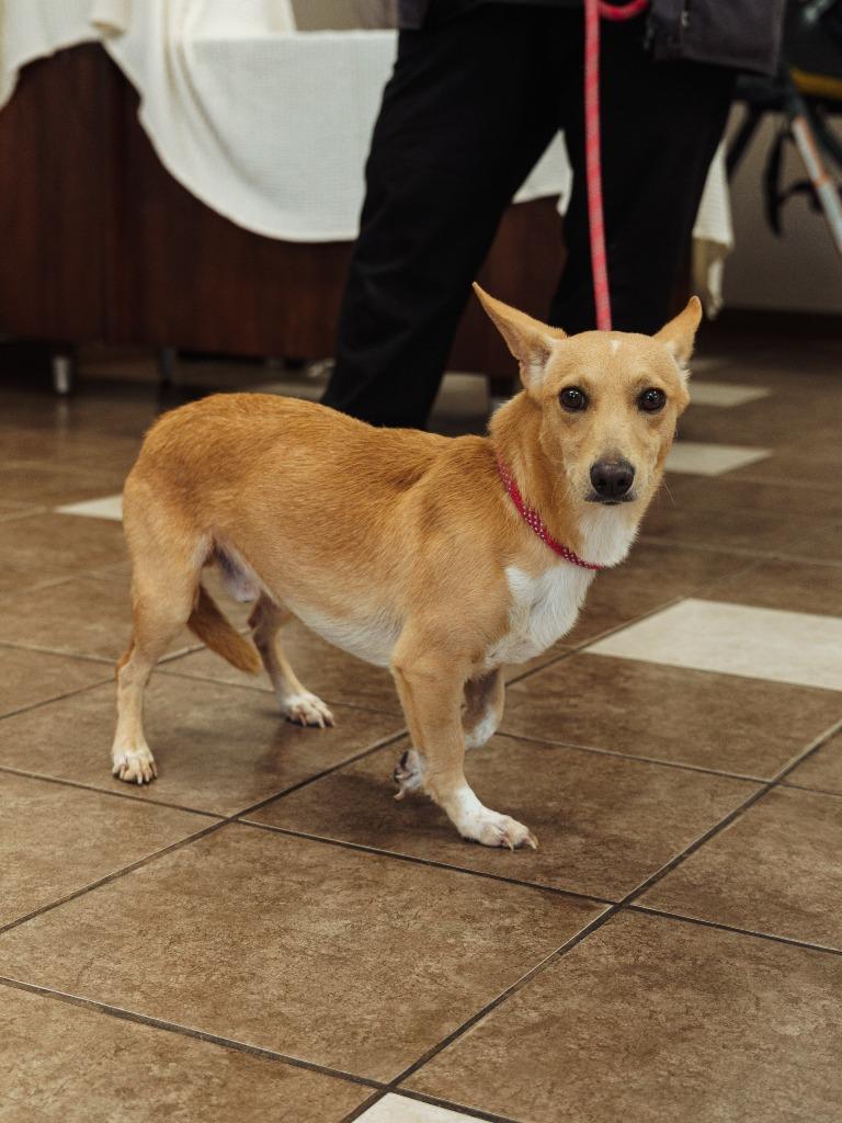 Jackson, Adoptable, Adult Male Terrier.