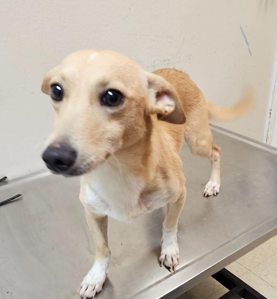 Jackson, Adoptable, Adult Male Terrier.