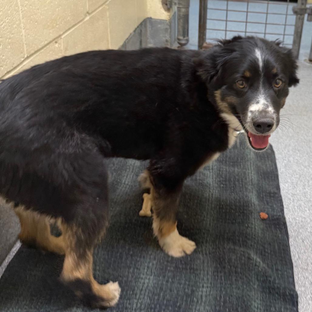 Enlarge Jake, a Adoptable Australian Shepherd in Cedaredge, CO image 1/5