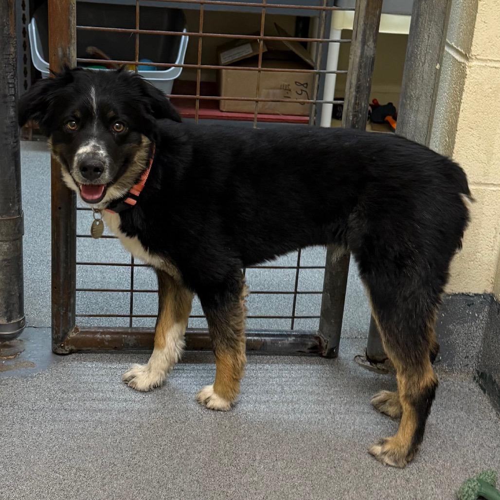Enlarge Jake, a Adoptable Australian Shepherd in Cedaredge, CO image 2/5