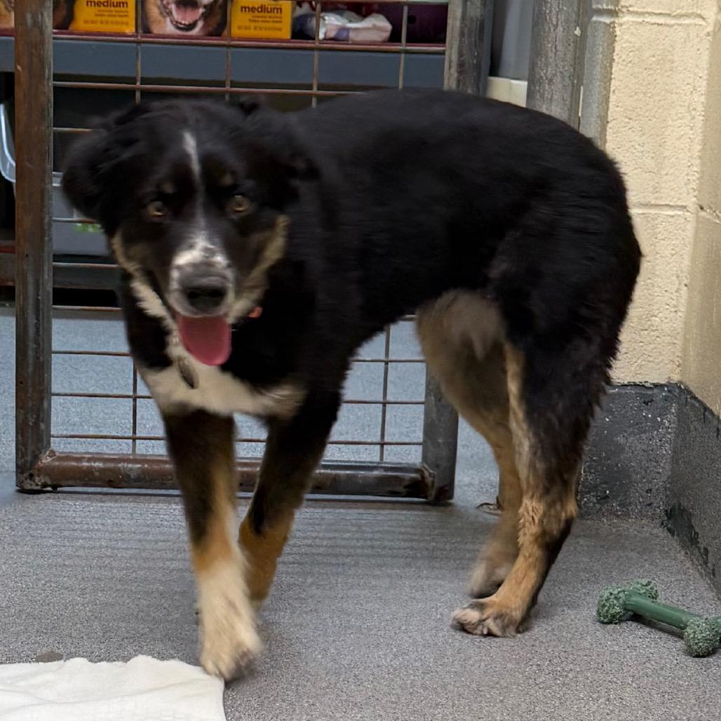 Enlarge Jake, a Adoptable Australian Shepherd in Cedaredge, CO image 3/5