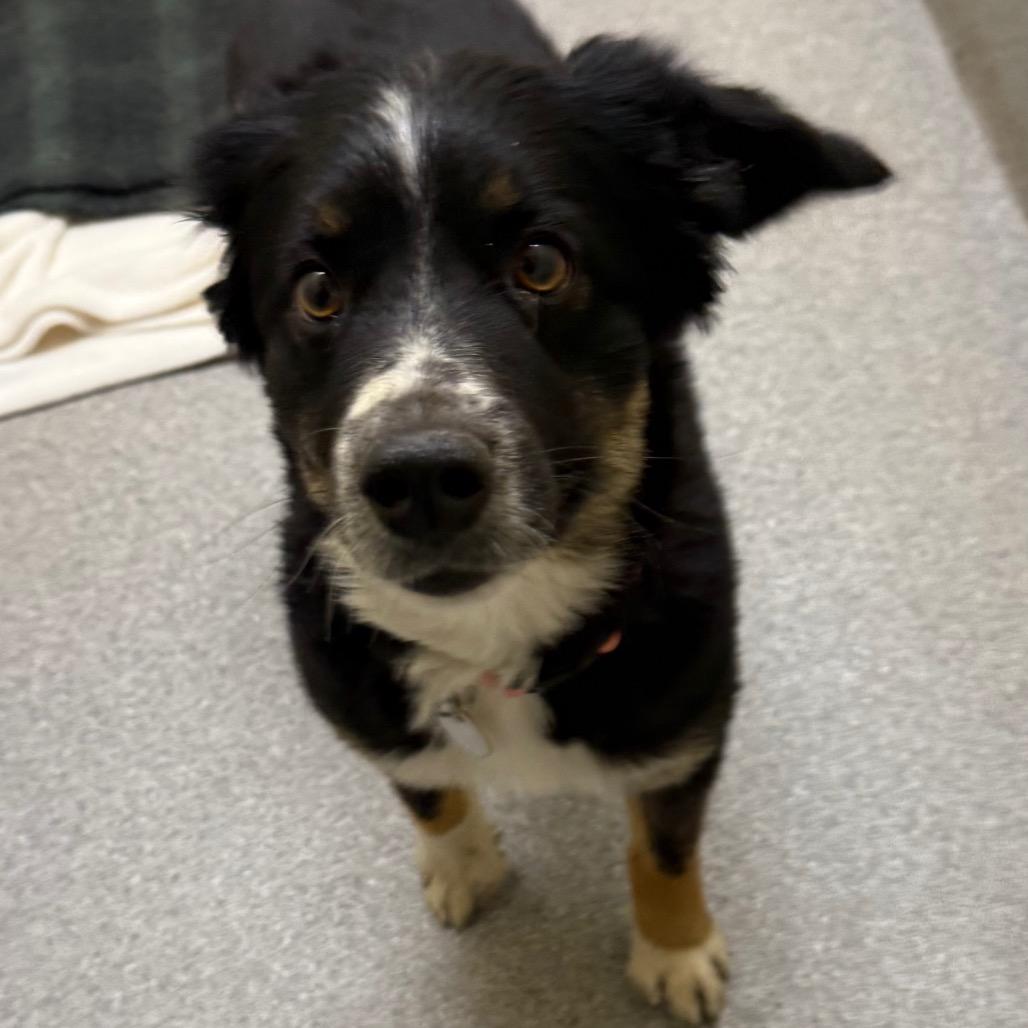Enlarge Jake, a Adoptable Australian Shepherd in Cedaredge, CO image 4/5