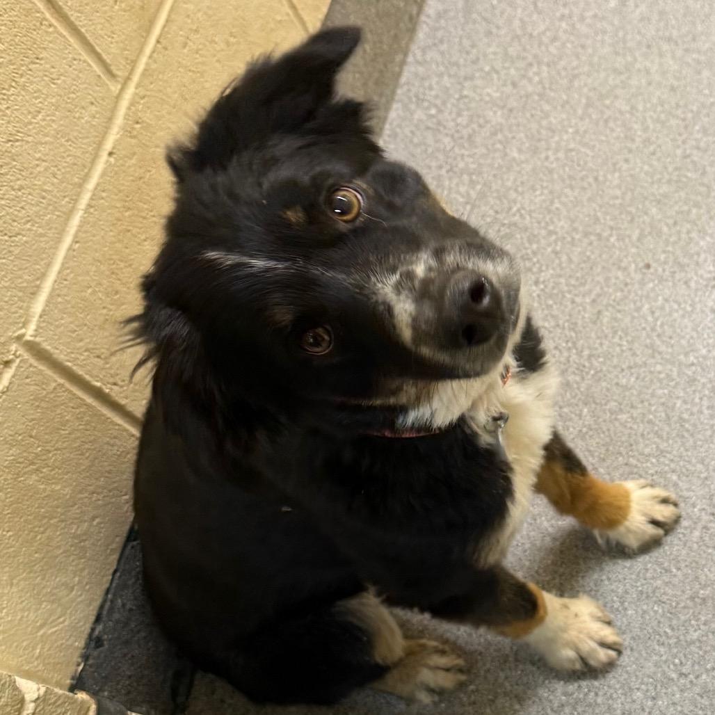 Enlarge Jake, a Adoptable Australian Shepherd in Cedaredge, CO image 5/5