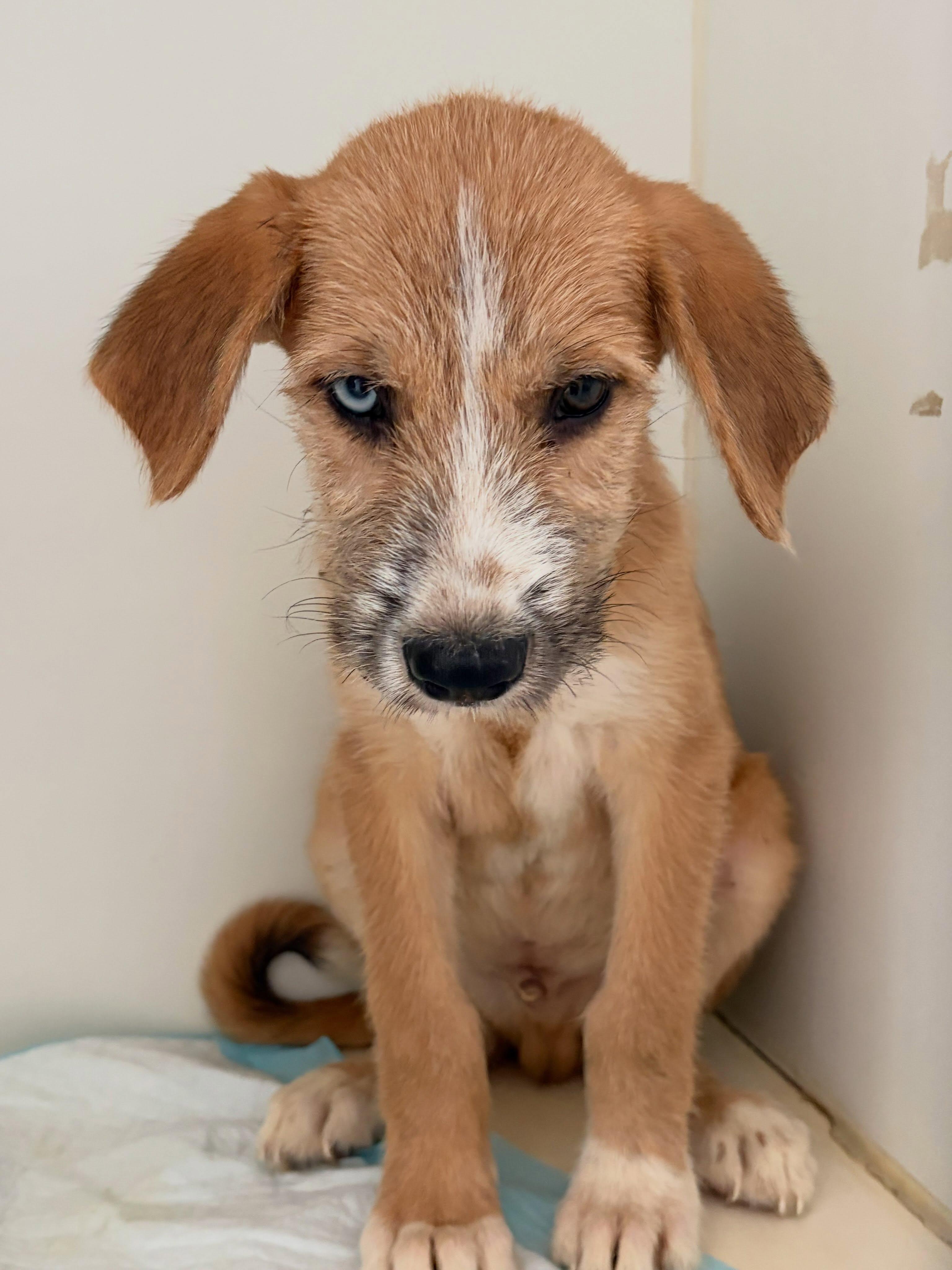 Enlarge Hank, a Adoptable mixed breed in Poway, CA image 1/1