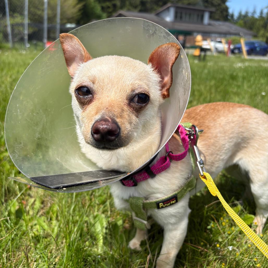 Sansa, Adoptable, Adult Female Chihuahua & Mixed Breed.