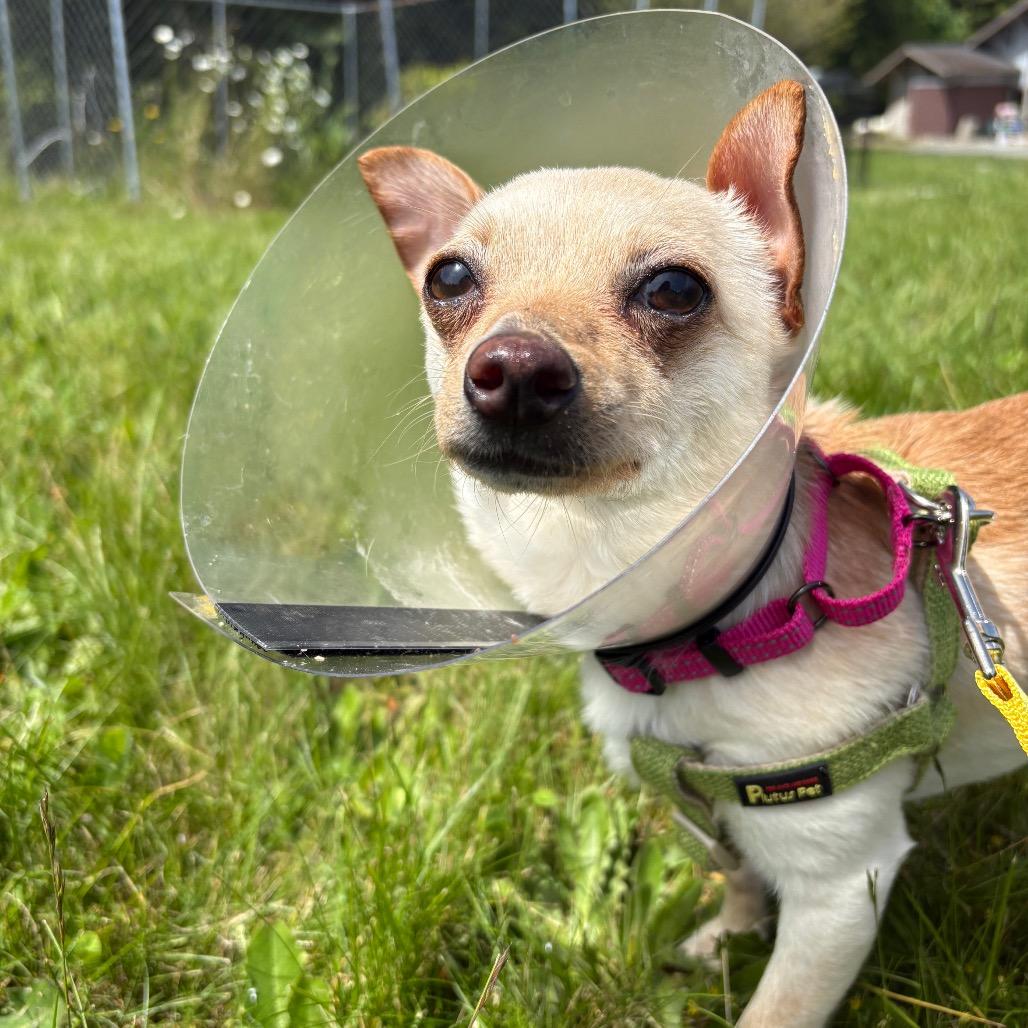 Sansa, a Adoptable mixed breed in Port Angeles, WA image 2/2