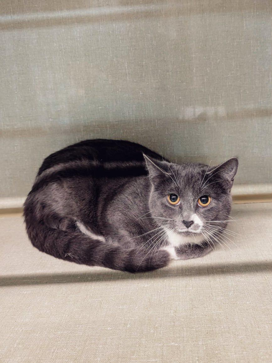 Enlarge Rosie, a Adoptable Domestic Short Hair in Peace River, AB image 1/1