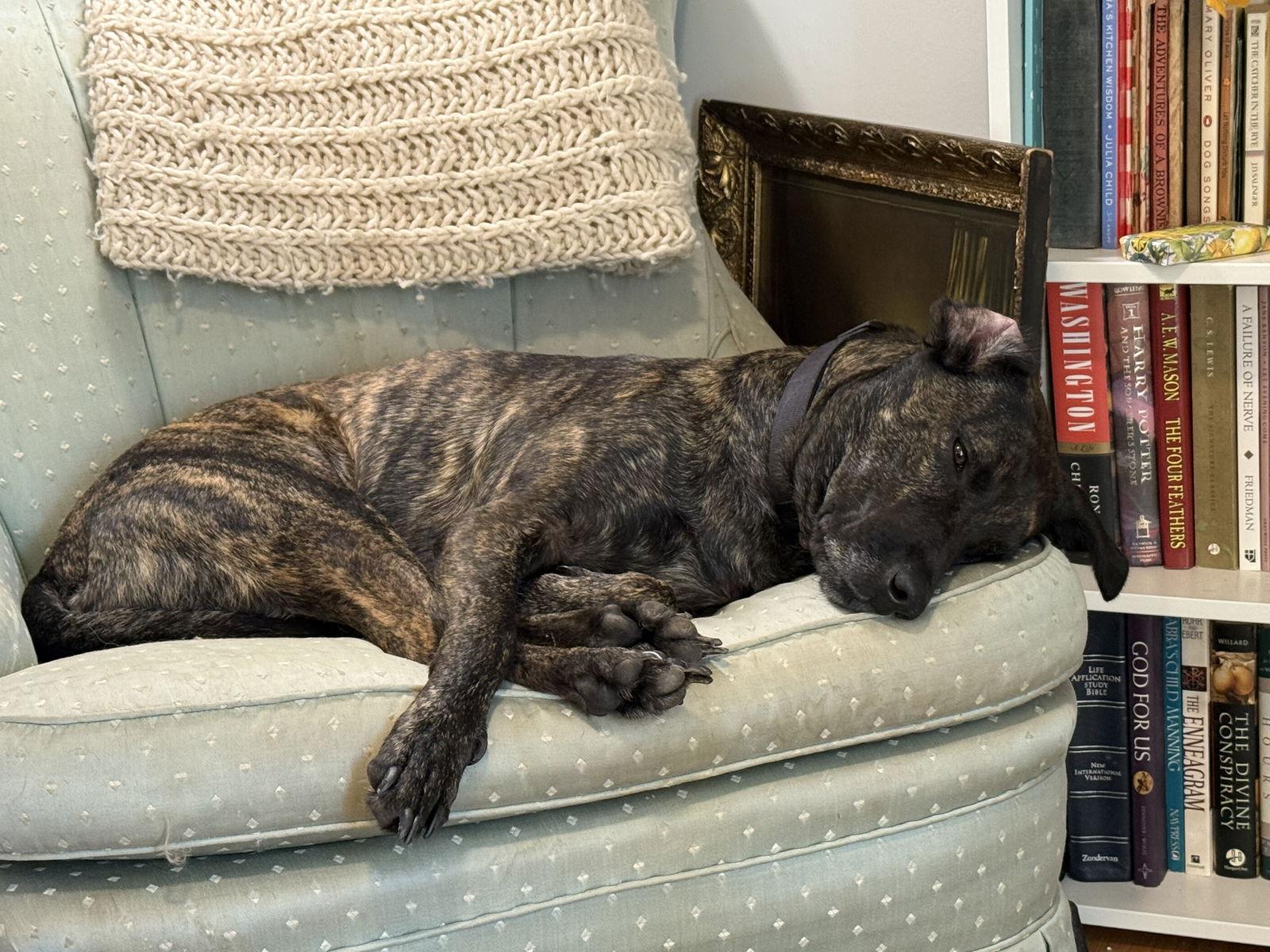 Enlarge Patrick, a Adoptable Mountain Cur in Nashville, TN image 1/3