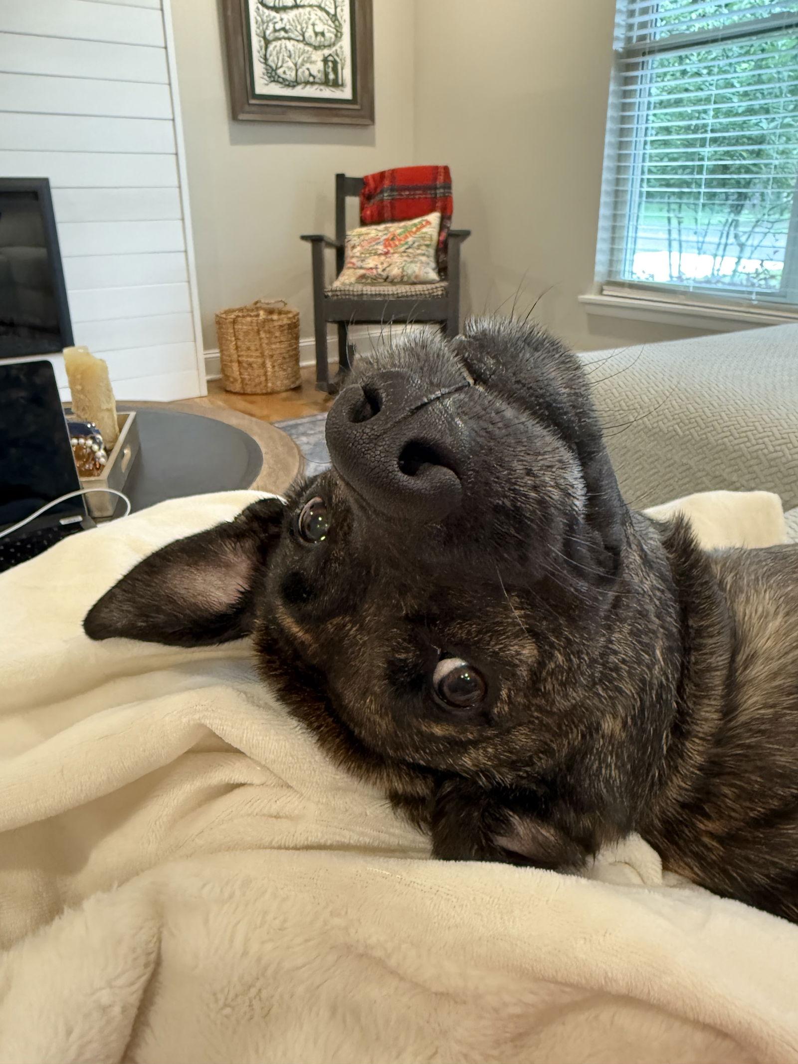 Enlarge Patrick, a Adoptable Mountain Cur in Nashville, TN image 2/3