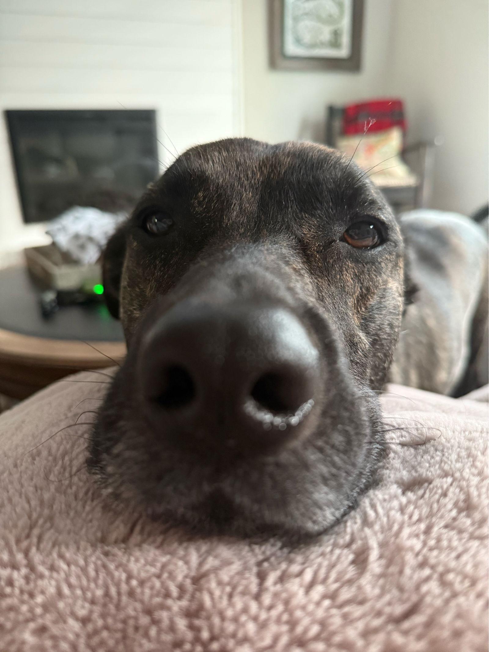 Enlarge Patrick, a Adoptable Mountain Cur in Nashville, TN image 3/3