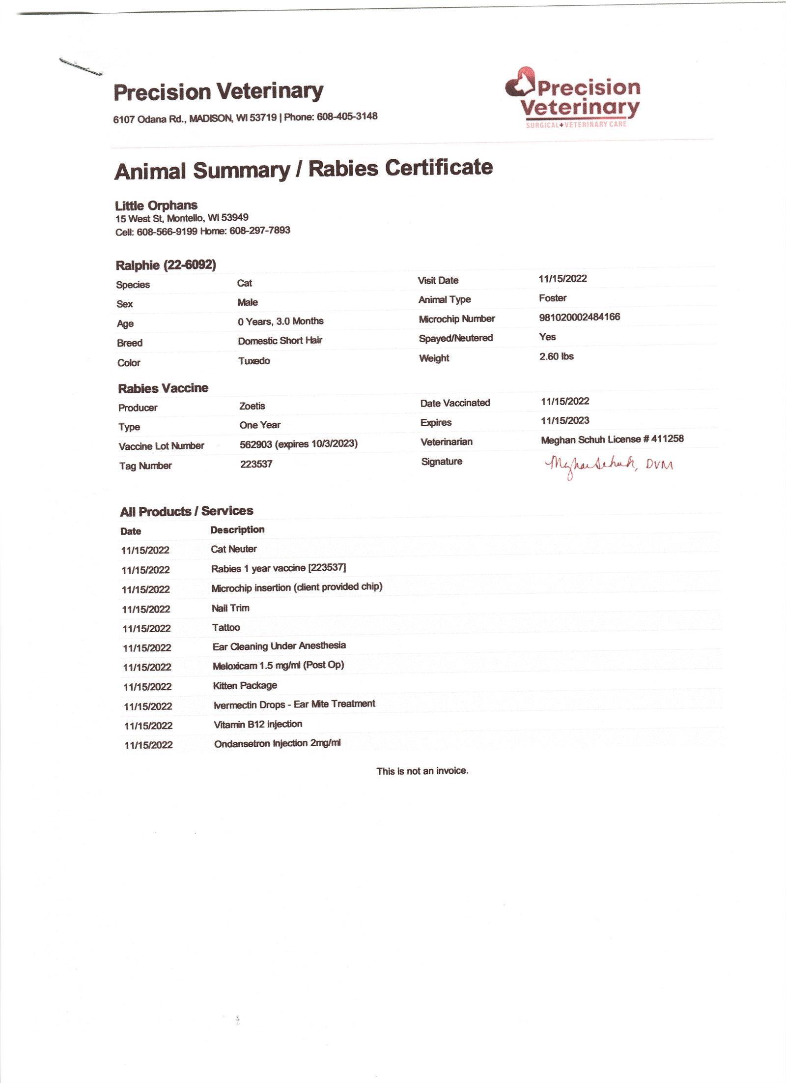 Ralphie, Adopted, Kitten Male Domestic Short Hair & Tuxedo.