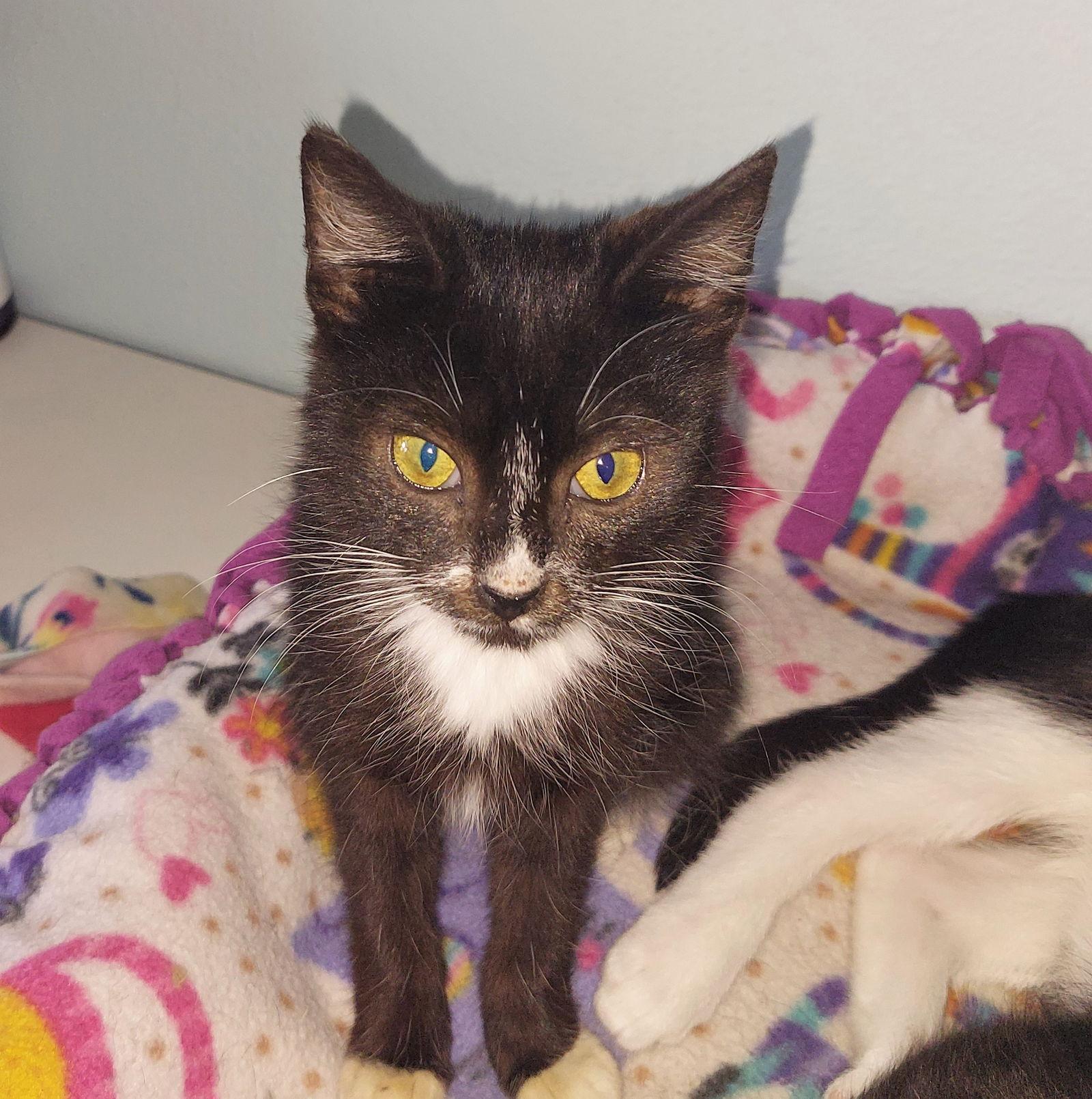 Ralphie, a Adopted mixed breed in Montello, WI image 3/3