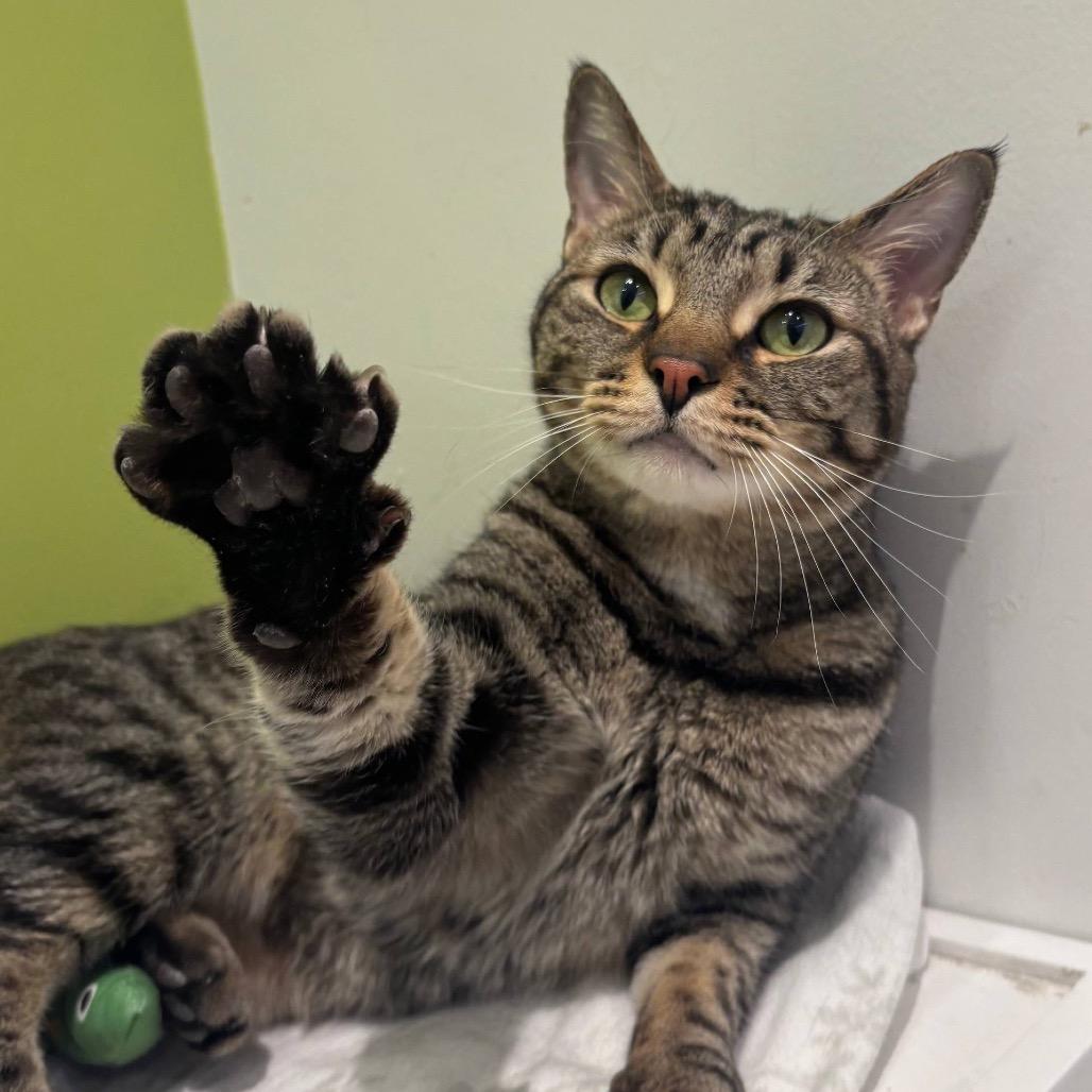 Simba — thumbnail 5