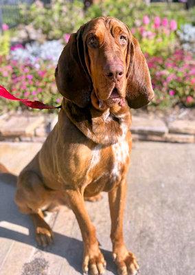 Funny Bone (GA), a ADOPTABLE Bloodhound in Ranger, GA image 2/4