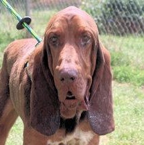 Funny Bone (GA), a ADOPTABLE Bloodhound in Ranger, GA image 1/4