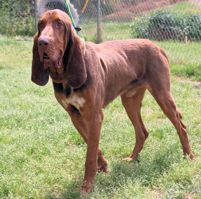 Funny Bone (GA), a ADOPTABLE Bloodhound in Ranger, GA image 3/4