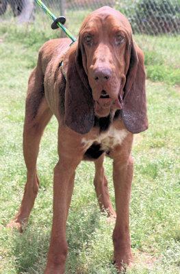 Funny Bone (GA), a ADOPTABLE Bloodhound in Ranger, GA image 4/4