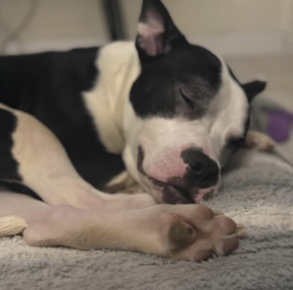 Oriole, Adoptable, Puppy Male Pit Bull Terrier & Boston Terrier.