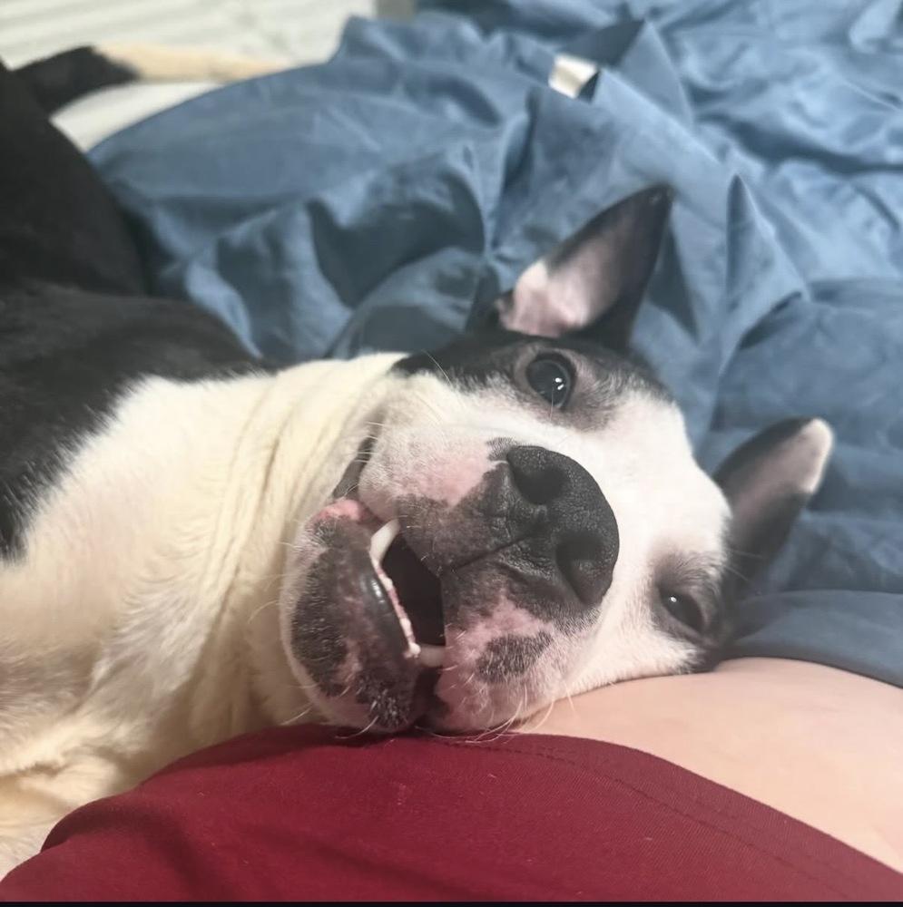 Enlarge Oriole, a Adoptable mixed breed in New York, NY image 2/6