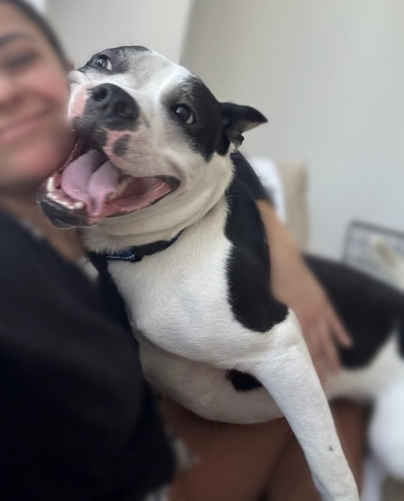 Enlarge Oriole, a Adoptable mixed breed in Beacon, NY image 4/5