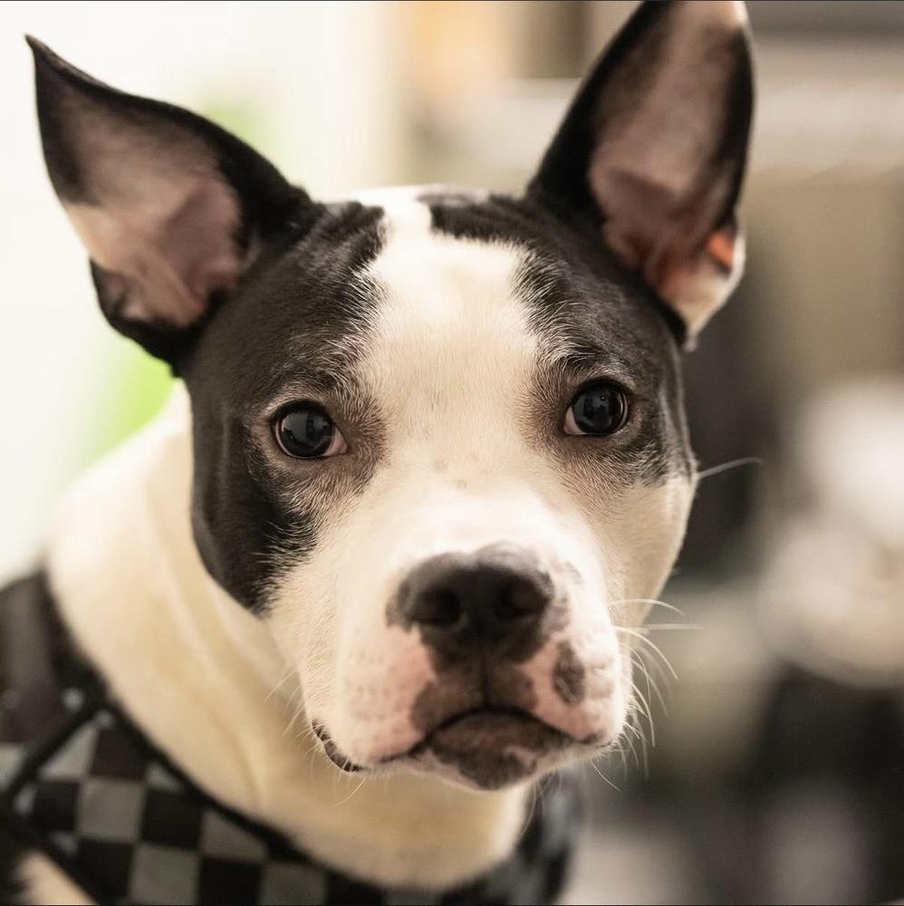 Enlarge Oriole, a Adoptable mixed breed in New York, NY image 6/6