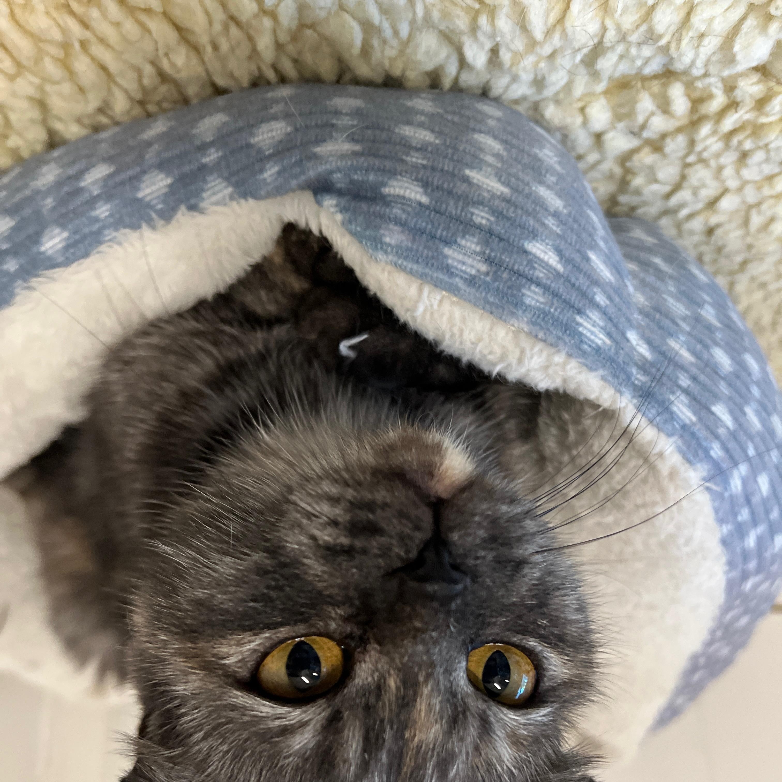 Waffle, Adopted, Adult Female Domestic Short Hair & Scottish Fold.